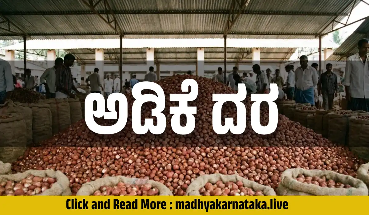 ಇಂದಿನ ಅಡಿಕೆ ಧಾರಣೆ: ಸಾಗರ, ಚನ್ನಗಿರಿಯಲ್ಲಿ ರಾಶಿ ಅಡಿಕೆ ರೇಟ್ ಎಷ್ಟಿದೆ? (ಫೆಬ್ರವರಿ 24)