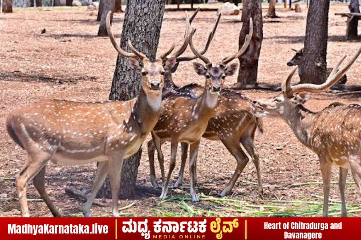 ದಾವಣಗೆರೆ: ಆನಗೋಡು ಮೃಗಾಲಯದಲ್ಲಿ ನಾಲ್ಕು ಜಿಂಕೆಗಳ ಸಾವು; ಪ್ರವಾಸಿಗರಿಗೆ ಪ್ರವೇಶ ಬಂದ್!