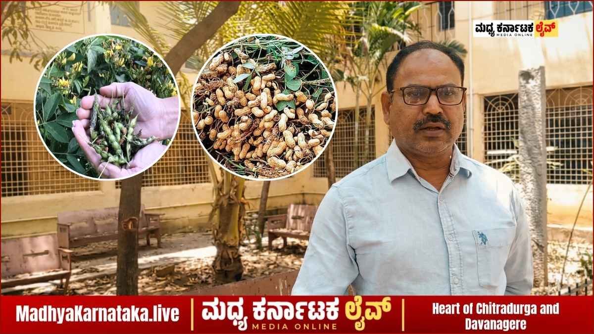 ಚಳ್ಳಕೆರೆ: ತೊಗರಿ ಬೆಳೆಗಾರರ ಖಾತೆಗೆ ವಿಮೆ ಜಮೆ; ಶೇಂಗಾ ರೈತರಿಗೂ ಸಿಗಲಿದೆ ಗುಡ್ ನ್ಯೂಸ್!
