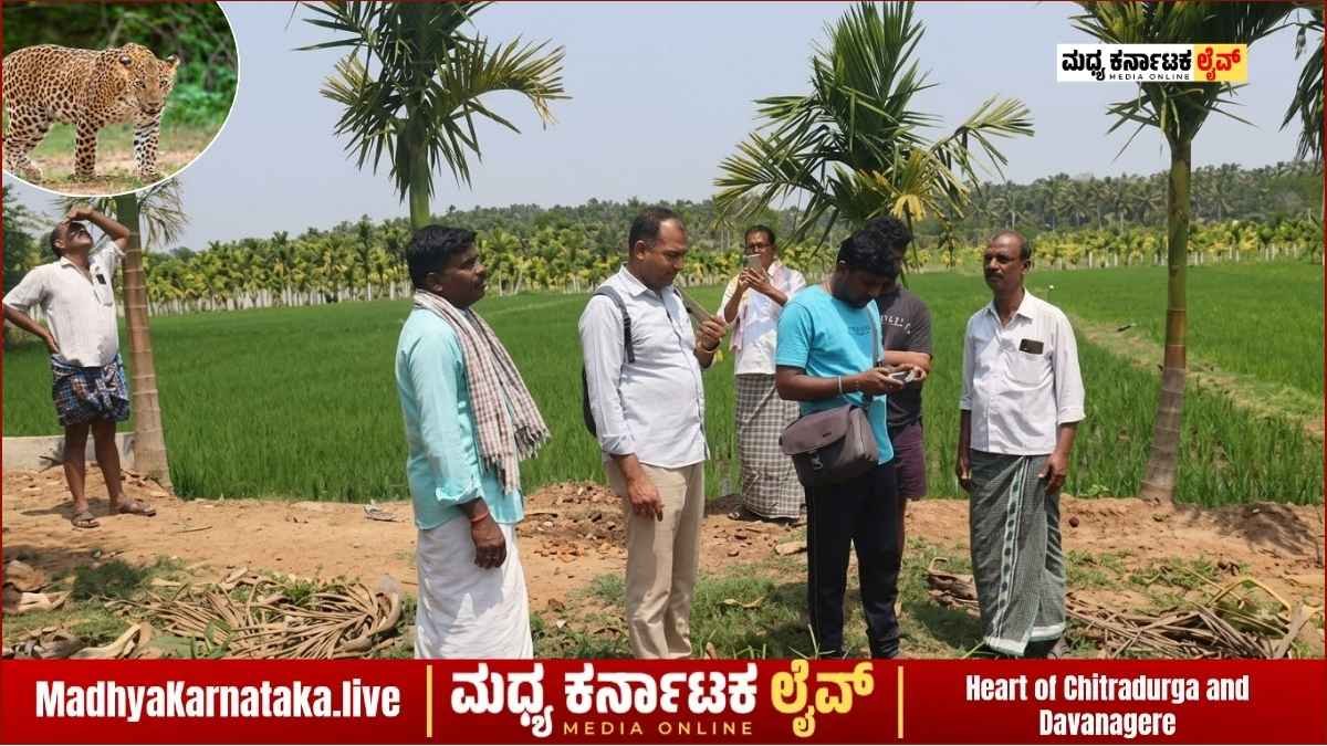 ಚನ್ನಗಿರಿ: ಕತ್ತಲಗೆರೆ-ಕಶೆಟ್ಟಿಹಳ್ಳಿ ರಸ್ತೆ ಪಕ್ಕದ ತೋಟದಲ್ಲಿ ಚಿರತೆ ದರ್ಶನ; ಗ್ರಾಮಸ್ಥರಲ್ಲಿ ಆತಂಕ, ಅರಣ್ಯ ಇಲಾಖೆ ಭೇಟಿ
