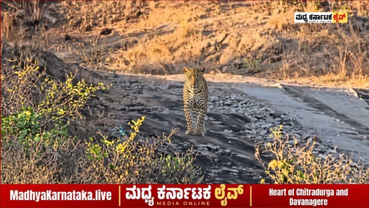 ಹೊಸದುರ್ಗ: ಕುಂಚಟಿಗ ಮಠದ ಬಳಿ ಚಿರತೆ ಸಂಚಾರ; ಪ್ರಾಣಭಯದಲ್ಲಿ ಸ್ಥಳೀಯರು!