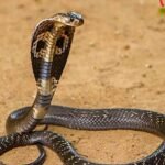 ವಿದ್ಯಾರ್ಥಿಯ ಪ್ರಾಣ ಉಳಿಸಲು ಹಾವಿನ ವಿಷ ಹೀರಿದ ಶಿಕ್ಷಕ ಅಸ್ವಸ್ಥ: ಚಿತ್ರದುರ್ಗದಲ್ಲಿ ನಡೆದ ಆಘಾತಕಾರಿ ಘಟನೆ!