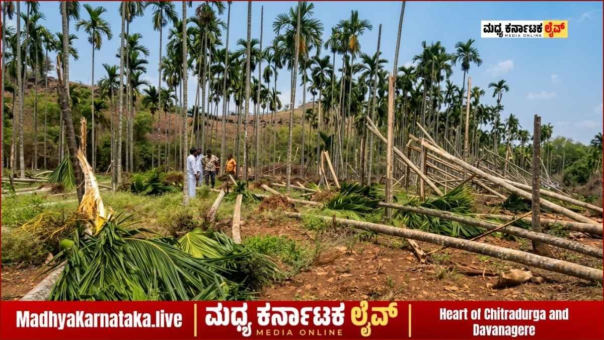 Arecanut trees destroyed due to heavy storm and rain in Basavapatna Mayakonda.