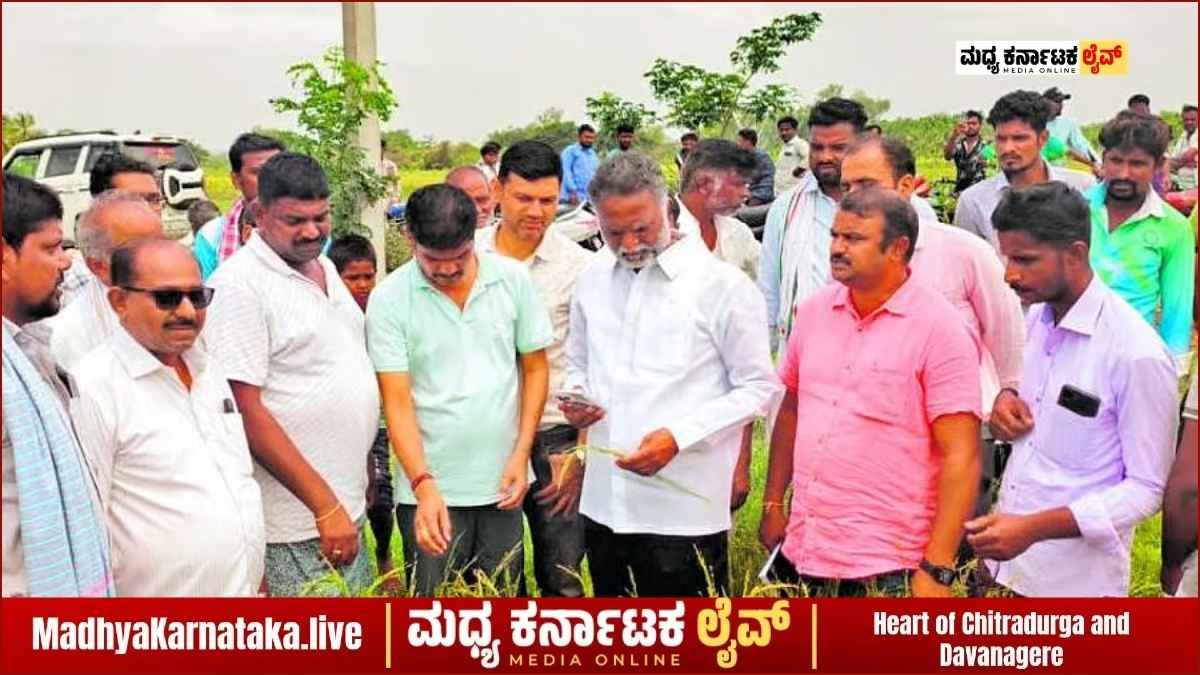 ಚನ್ನಗಿರಿ ತಾಲೂಕಿನ ತ್ಯಾವಣಿಗೆಯಲ್ಲಿ ಬಿರುಗಾಳಿ ಮಳೆಗೆ ನೆಲಕಚ್ಚಿರುವ ಭತ್ತದ ಬೆಳೆ ಮತ್ತು ಹಾನಿ ವೀಕ್ಷಿಸುತ್ತಿರುವ ಶಾಸಕ ಕೆ.ಎಸ್. ಬಸವಂತಪ್ಪ.