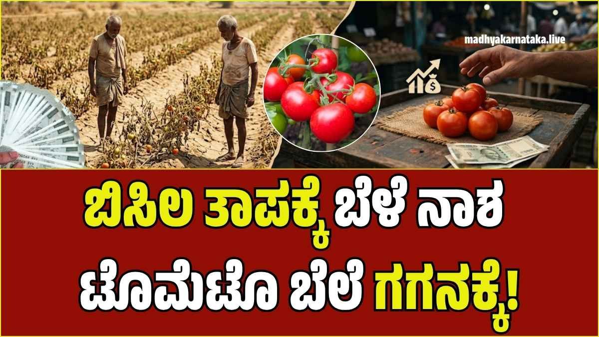 ಚಿತ್ರದುರ್ಗದಲ್ಲಿ ಕೆಂಪಾದ ಟೊಮೆಟೊ: ಬೆಲೆ ದಿಢೀರ್ ಏರಿಕೆ, ಗ್ರಾಹಕರು ಕಂಗಾಲು!