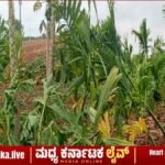 ದಾವಣಗೆರೆ: ವರುಣನ ಆರ್ಭಟಕ್ಕೆ ಕಂಗಾಲಾದ ಅನ್ನದಾತ; ನೆಲಕಚ್ಚಿದ ಪಪ್ಪಾಯಿ, ಅಡಿಕೆ ಬೆಳೆ