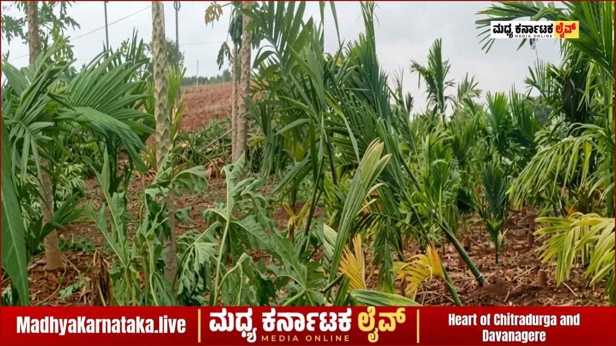 ದಾವಣಗೆರೆ: ವರುಣನ ಆರ್ಭಟಕ್ಕೆ ಕಂಗಾಲಾದ ಅನ್ನದಾತ; ನೆಲಕಚ್ಚಿದ ಪಪ್ಪಾಯಿ, ಅಡಿಕೆ ಬೆಳೆ