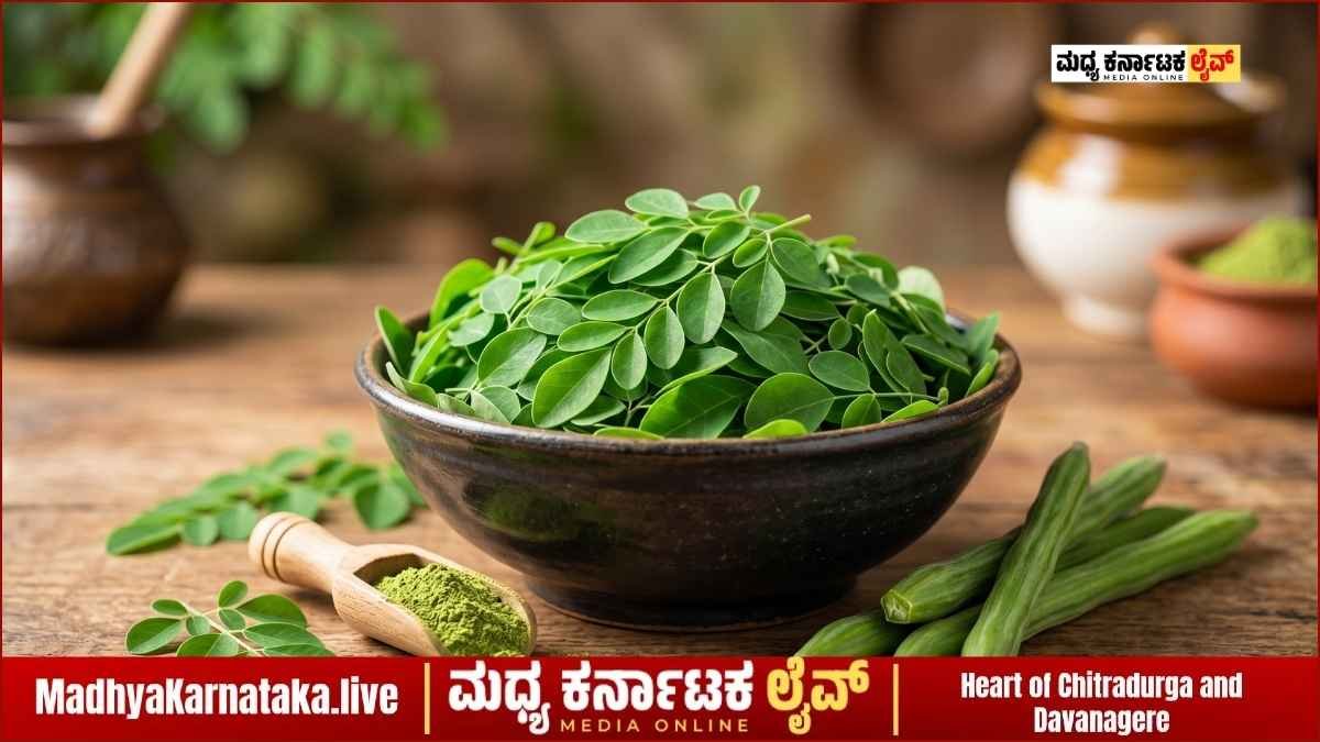 ಹಾಲಗಿಂತ ಹೆಚ್ಚು ಕ್ಯಾಲ್ಸಿಯಂ, ಕಿತ್ತಳೆಗಿಂತ ಅಧಿಕ ವಿಟಮಿನ್ ಸಿ: ನುಗ್ಗೆ ಎಲೆಯಲ್ಲಿದೆ ಆರೋಗ್ಯದ ಗಣಿ!