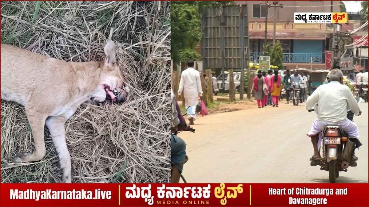 ಚನ್ನಗಿರಿಯಲ್ಲಿ ಗದ್ದೆ ಮಧ್ಯೆ ಭೀಕರ ಸ್ಫೋಟ: ಪ್ಲಾಸ್ಟಿಕ್ ಕವರ್ ಕಚ್ಚುತ್ತಿದ್ದಂತೆ ಸಾಕು ನಾಯಿ ಸಾವು, ಗ್ರಾಮಸ್ಥರಲ್ಲಿ ಆತಂಕ!