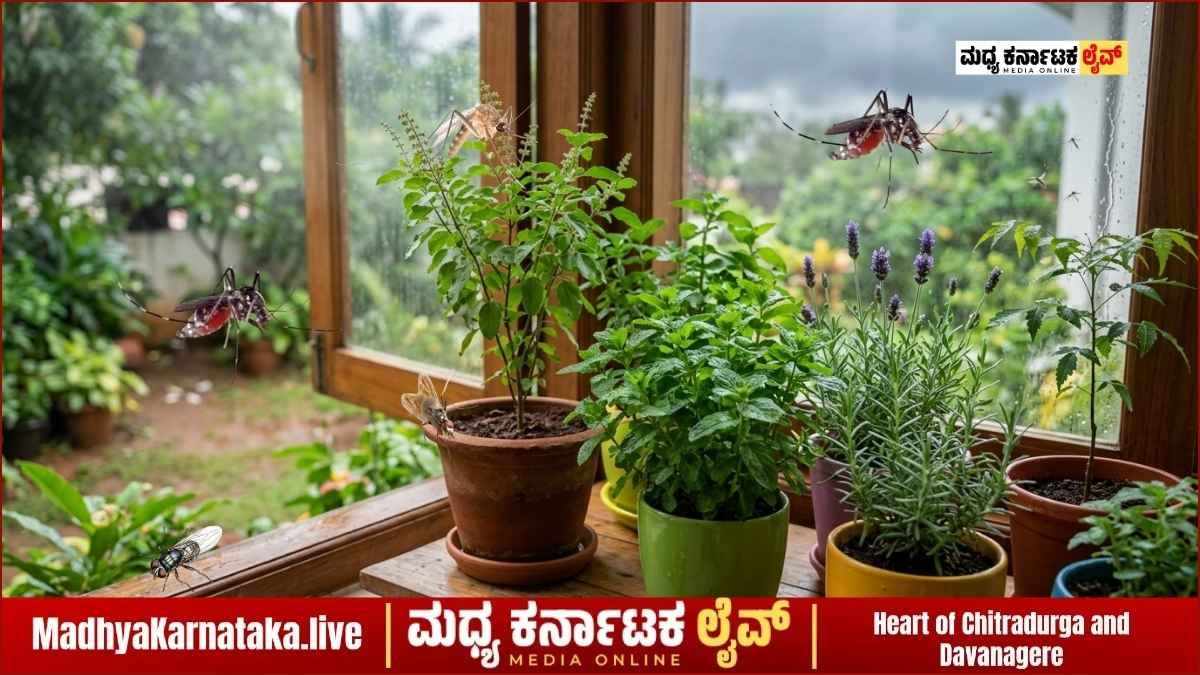ಮಳೆಗಾಲದಲ್ಲಿ ಸೊಳ್ಳೆ, ನೊಣಗಳ ಕಾಟಕ್ಕೆ ಇಡೀ ಮನೆ ಮಂದಿ ಸುಸ್ತಾಗಿದ್ದೀರಾ? ಇಲ್ಲಿದೆ ಸುಲಭ ಮನೆಮದ್ದು ಮತ್ತು ನೈಸರ್ಗಿಕ ಪರಿಹಾರ!